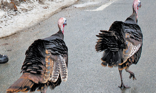 Postal Carriers Say Aggressive Turkeys Stopping Mail Service