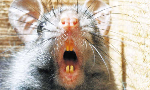 Rats! DC Wages War Against Resurgent Rodents With Dry Ice