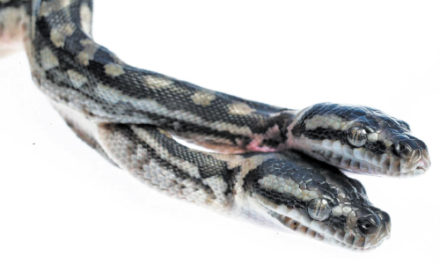 2 Heads Saved This Rare Missouri Snake From Untimely Death
