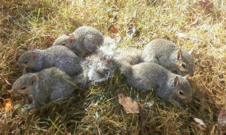 Six Young Squirrels Rescued From Ordeal Of Tangled Tails