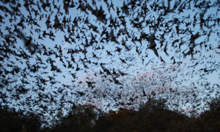 Dense Swarm Of Bats Causes Delays At Vienna Airport