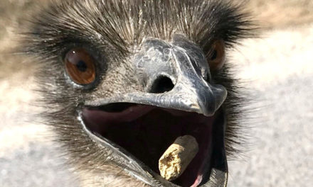 Escaped Emus Captured Near Texas Elementary School