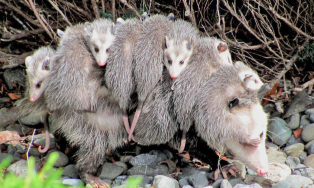 Hungry Opossums Could Help In Fight Against Lyme Disease