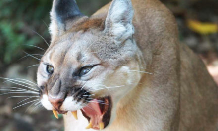 Colorado Runner Fights, Kills And Escapes Mountain Lion
