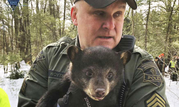 Bear Family Found Living In Highway Median Had To Move