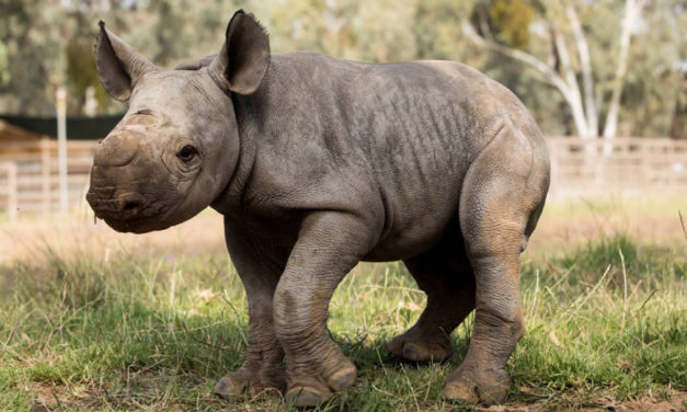 Florida Refuge Raising Rare Baby Rhinos & Forest Antelope