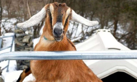 Town Elects Goat As Honorary Pet Mayor In Vermont