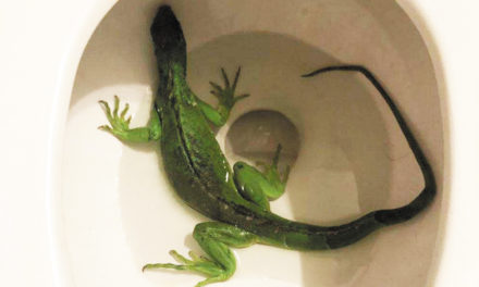Man Finds Bright Green Iguana In The Toilet!
