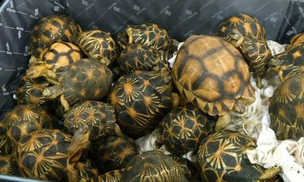 Turtle Smuggler Caught With Suitcases Packed