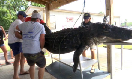 700 Pound Gator Found At Office Park In Florida