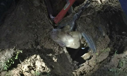 Opossum-Chasing Pit Bull Saved From Pipe In Claremont