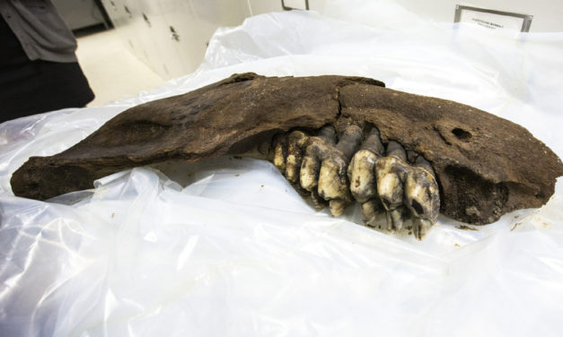 Teenager Finds Prehistoric Mastodon Jaw In Iowa
