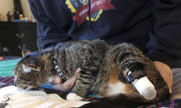 University Students Help Kitty Get New Back Legs