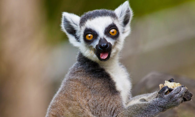 Plea Agreement In Case Of  Lemur Stolen From California Zoo