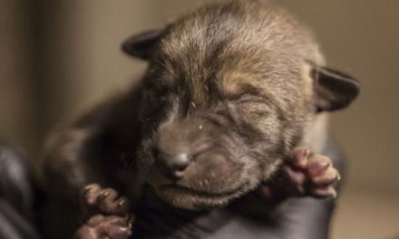 Endangered Red Wolf Pups Born At Chicago Zoo