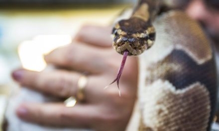 Ball Python Slithers Out Of Toilet And Bites Man On Arm