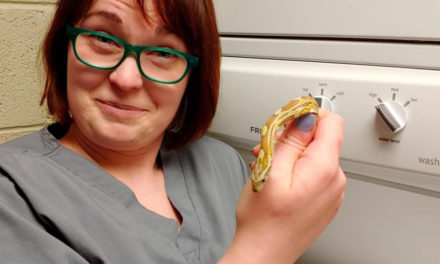 Woman Finds Snake In Washing Machine Smelling Like Downy