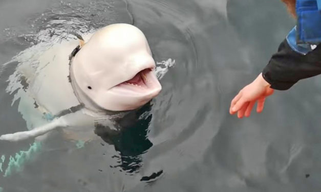 Beluga Whale Found In Norway With ‘Russian  Harness’ Is So Tame It Can Be Petted