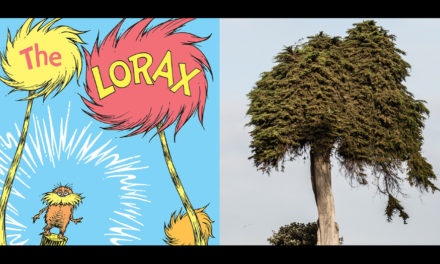 Tree That May Have Inspired Dr. Seuss Has Fallen