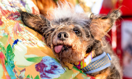 Scamp The Tramp Wins World’s Ugliest Dog Contest