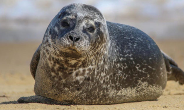 Cops Corral Slippery Seal On Jaunt Through Long Island Town