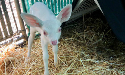 Rare White Fawn Rescued By Truck Driver In California