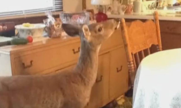 Police Surround House To Find Burglar Is A Deer