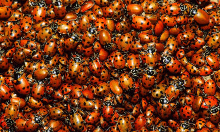 Swarm Of Ladybugs Appear On National Weather Service Radar