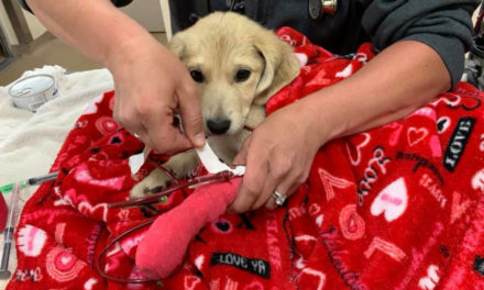 Puppy Found 13 Days After Car Crash Reunited With Owner