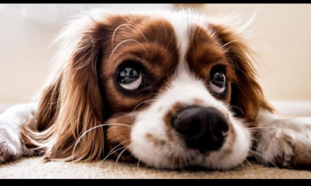 Scientists Take A Look Behind Those Sad Puppy Dog Eyes