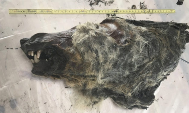 Perfectly Preserved Head Of Ice Age Wolf Found In Siberia