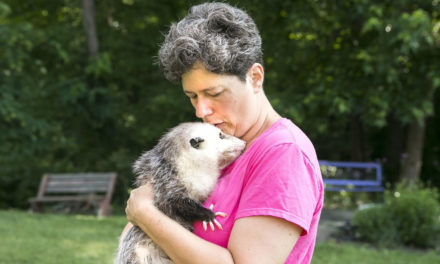 Orphaned Possums Inspire A Passion To Care For Them