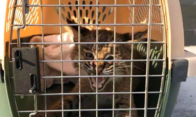 Officer Trying To Rescue Kitten Finds A Bobcat Instead