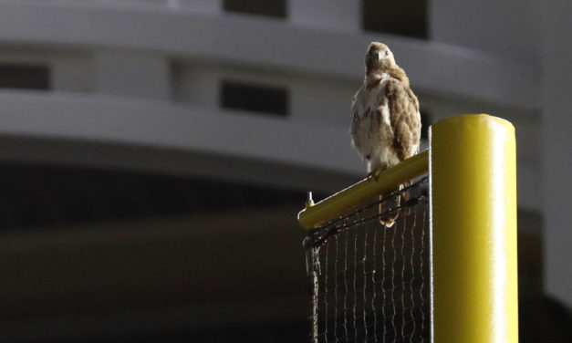 Red-tailed Hawk Hangs Out At Yankee Stadium