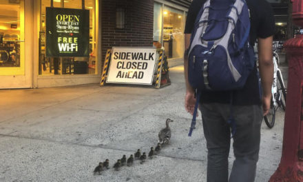 Police Rescue Ducklings From Storm Grate In NY