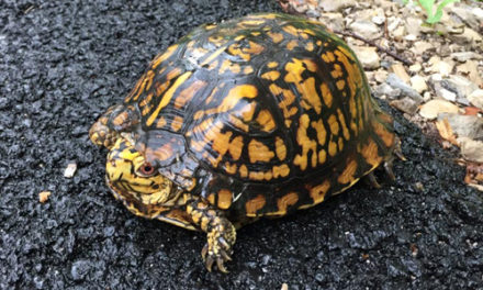 Eight Year Old Boy Asks For And Receives Turtle Crossing Sign