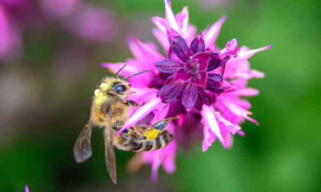 National Honey Bee Day Is August 17, Five Easy Things You Can Do To Help Bees