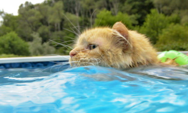 Cat Loves Cooling Off In The Pool And Swimming