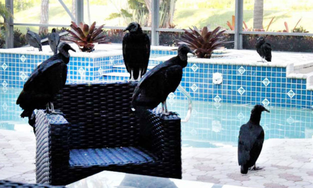 Vacation Home Taken Over  By Vomiting Vultures