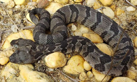 Rare Two-headed Rattlesnake Found In New Jersey Forest