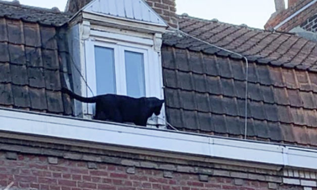 Black Panther Caught Prowling Around On French Rooftops