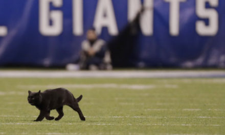 Black Cat Was Ready For Some Football At MetLife Stadium