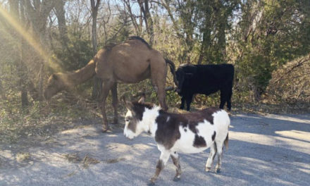 Camel, Cow And Donkey Found Roaming Down Road Together