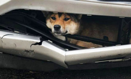 Dog Struck By Car Rides Inside Bumper For Miles