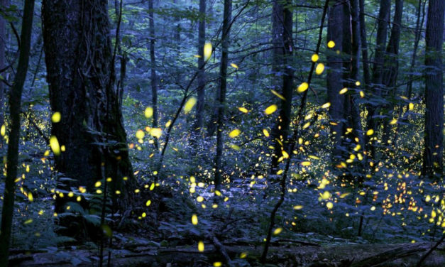 New Unusual Firefly Species Discovered At Nature Preserve
