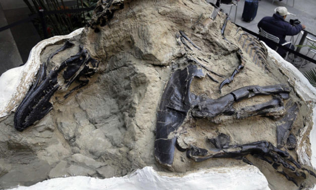 Millions At Stake In Deciding If Dinosaur Fossils Are Minerals