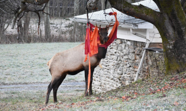 NC Elk Gets Tangled Up In Red Hammock On Thanksgiving