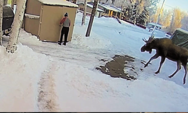 Curious Young Moose Trapped Alaskan Man In Shed