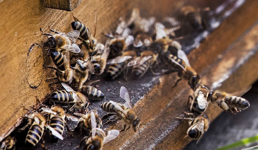 Nearly 100 Beehives Stolen From California Orchard