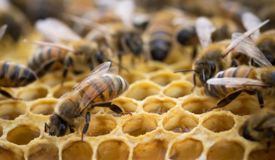 Discover The Art Of Beekeeping At The Library, Jan. 11 & 14